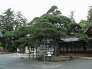 甲斐国一宮浅間神社境内に生える推定樹齢２００年以上の「亀の松」