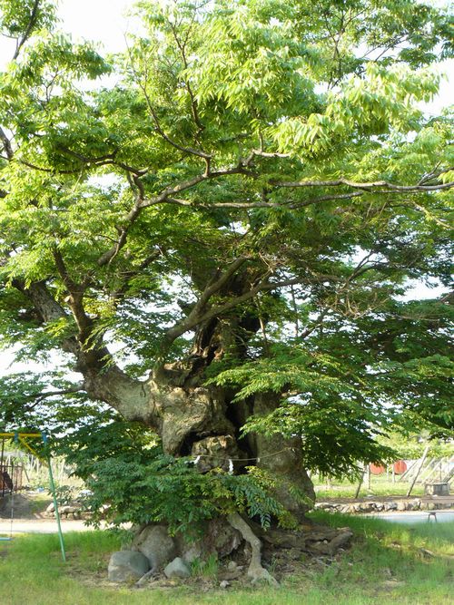 �r�_���̃P���L