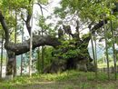 実相寺神代桜の力強い幹と枝の写真