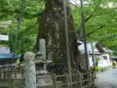 根古屋神社境内に生える迫力があるケヤキの大木を写した写真