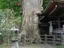 根古屋神社ケヤキの痛々しい姿を撮影した画像