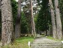 石尊神社参道の石畳と両側の松並木