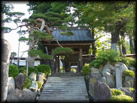 天沢寺参道石段から見上げた総門と見事な松と組石