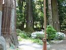 秋元富朝と縁がある河口浅間神社境内の大木群