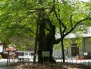 天然記念物に指定されている雲峰寺の桜の巨木