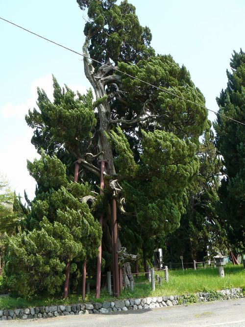 �Ò��T���̃r���N�V��